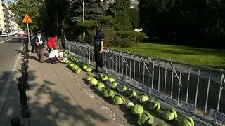 356 główek kapusty przed Sejmem