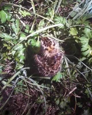 Pisklę bataliona zaobserwowane na obrzeżach Puszczy Knyszyńskiej