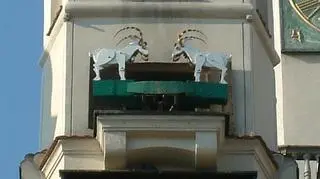 Tylko w południe czy częściej - powinny się trykać poznańskie koziołki?