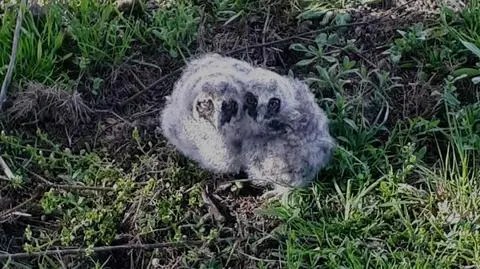 Silny wiatr wyrzucił z gniazda dwie młode sówki w Łęcznej