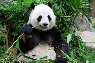 Panda wielka