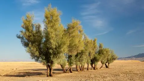 Tamaryszek bezlistny (Tamarix aphylla) - zdj. przykładowe