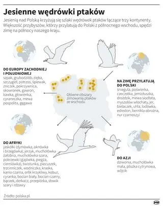 Jesienne wędrówki ptaków