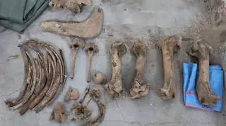 W worku leżały szczątki zwierzęcia