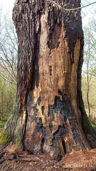 Drzewo ma nadpalony pień