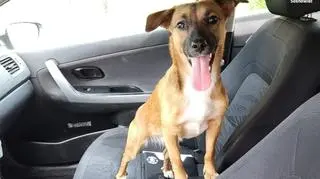 The dog waited for its owners in a patrol car