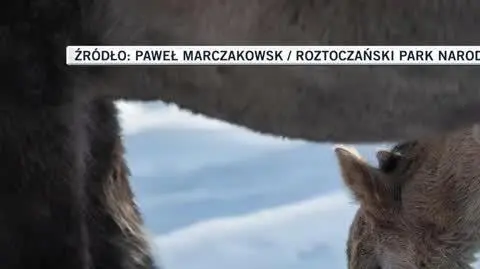 Źrebak