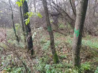 Gmina wyznaczyła 110 drzew do wycinki