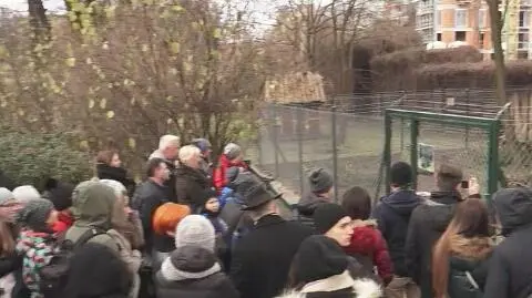 Azyl dla lisów już otwarty