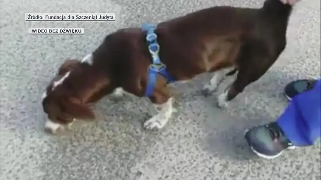 Fijo prawdopodobnie zostanie na wózku
