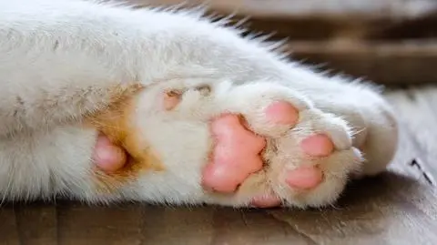 kot lapa shutterstock_356909453