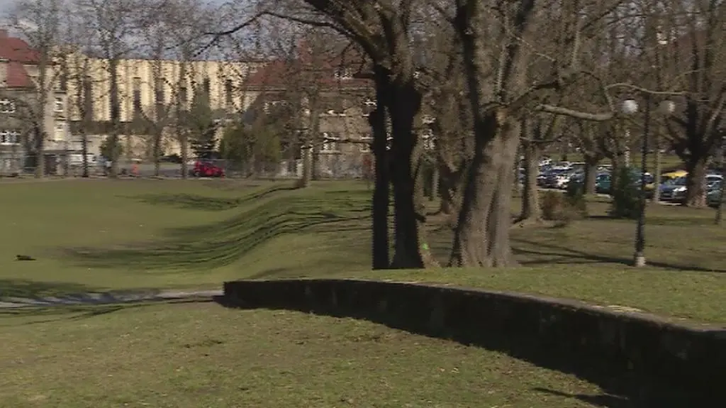 Poznań wycina drzewa. To skandaliczne. Drzewa się leczy
