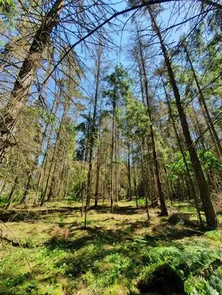 Tutaj świerki zastąpione będą młodym pokoleniem sosny i gatunków liściastych