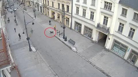 Agresywny pies ugryzł dwie osoby w centrum Łodzi