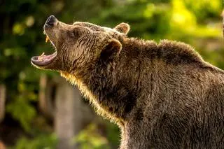 Niedźwiedź grizzly (Ursus arctos horribilis) - zdjęcie poglądowe