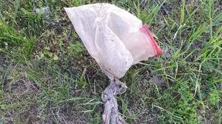 Śmieci są śmiertelnym zagrożeniem dla ptaków