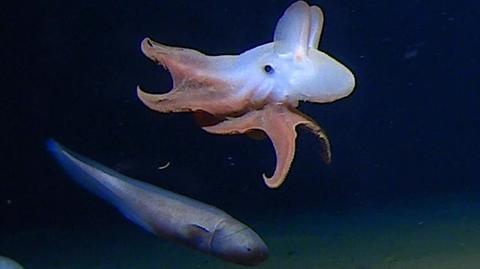 Ośmiornica Dumbo z oceanicznych głębin. Tak głęboko jeszcze jej nie widziano