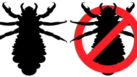 Wszy - jak wyglądają? Jakie są objawy wszawicy?