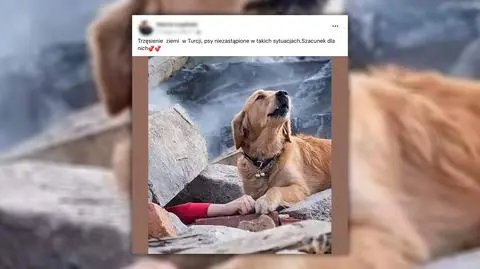 Te zdjęcia pokazują psy ratujące ludzi po trzęsieniu ziemi w Turcji i Syrii? Sprawdzamy