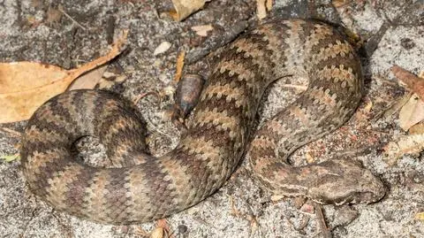 Węże, podobnie jak ssaki, też mają łechtaczkę