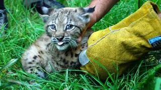 Już po raz 7 para rysi z wrocławskiego zoo doczekała się potomstwa. Od 2006 roku przyszło ich na świat aż siedemnaścioro. 12 maja b.r. urodziła się kolejna para maluchów. Oprócz wyglądu małe rysie mają niewiele wspólnego ze słodkim kociakiem –szybko odzywa się w nich dzika natura. 
