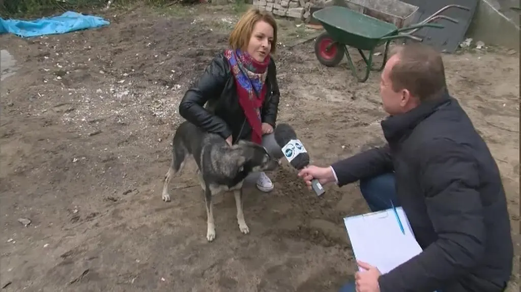 Pies przeżył wybuch 