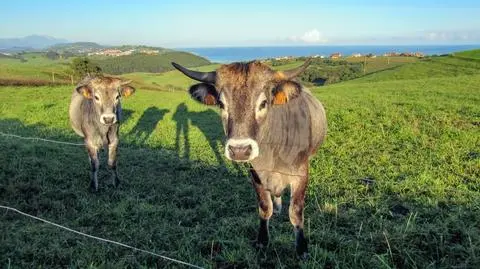 krowy Camino de Santiago