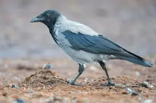 Wrona siwa (Corvus corone)
