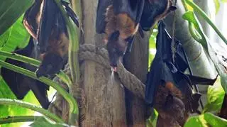 Rudawki Lyleia mieszkają pod sufitem pawilonu Madagaskar
