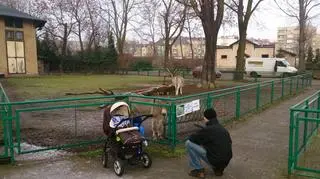 Poznaniacy zwiedzający zoo nie są przeciwni wprowadzeniu opłat