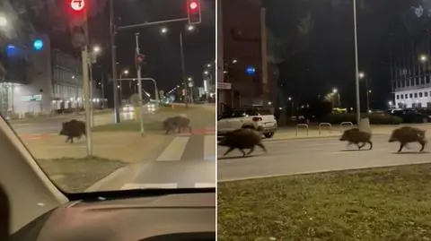 Dziki na Wiertniczej. "Na oko widać, że to porządna rodzina"