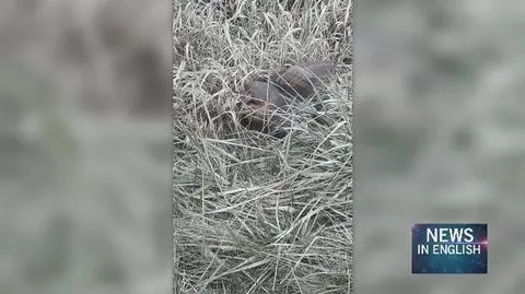 An injured owl saved by Gniezno police officers
