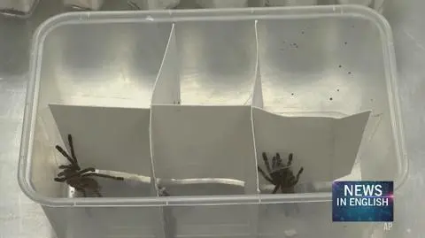 Over 750 tarantulas smuggled from Poland seized in Manila