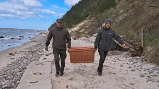 Foka trafiła na rehabilitację do Stacji Morskiej w Helu