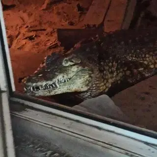 Krokodyl trafił z Sosnowca do zoo w Poznaniu