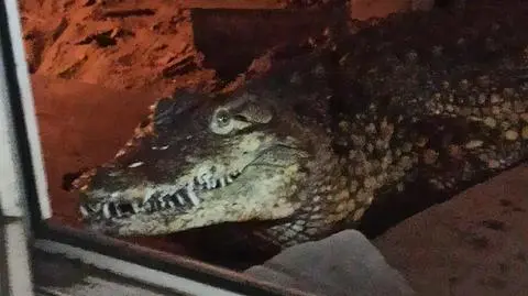 Krokodyl trafił z Sosnowca do zoo w Poznaniu