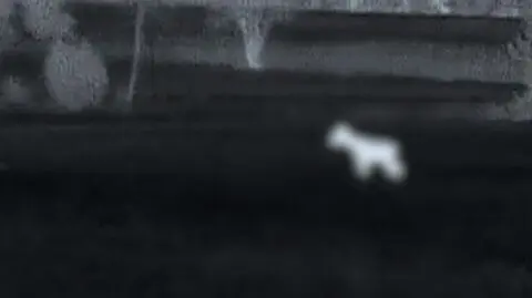 Polski Związek Łowiecki i Naczelna Izba Lekarska reagują po reportażu "Superwizjera" TVN
