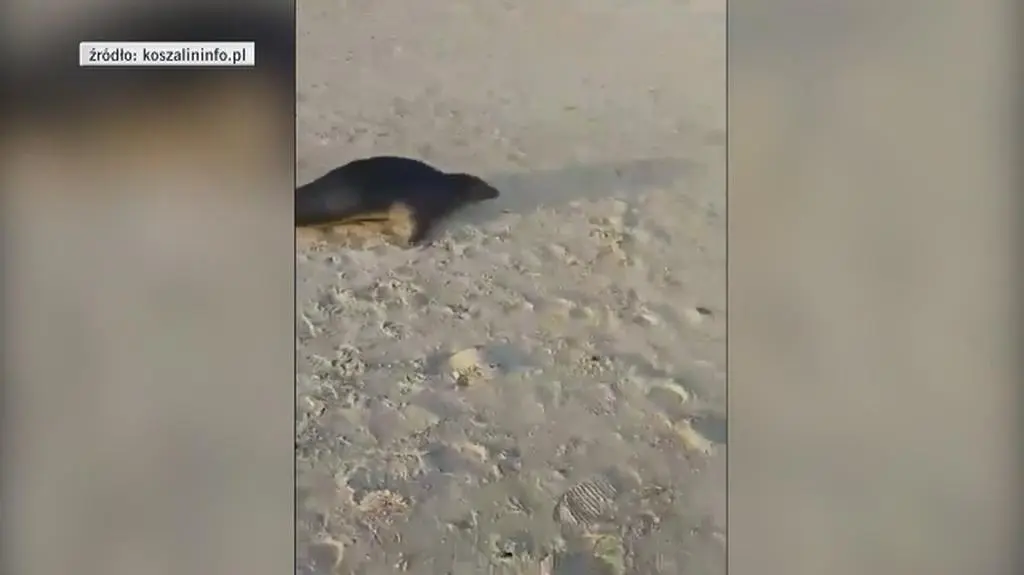 Wizyta foki na plaży w Sarbinowie