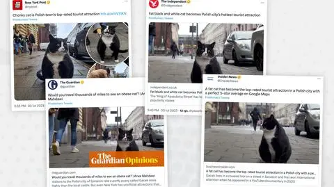 kot ze szczecina