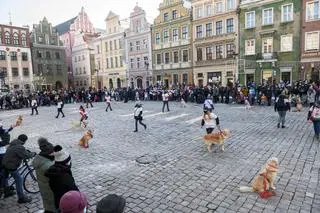  Właściciele psów rasy golden retriever kwestują w Poznaniu podczas 29. Finału WOŚP