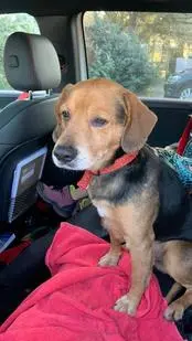 Bolek przed trafieniem do domu tymczasowego