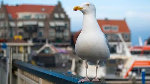 mewa S shutterstock_1081321928