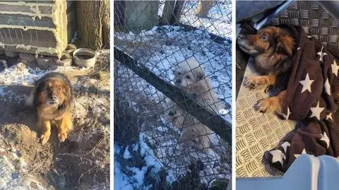 Kurier zobaczył przemarznięte psy na podwórku. Powiadomił służby