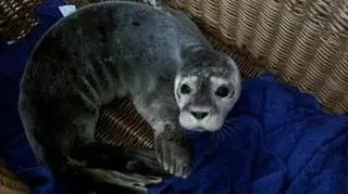 W czasem przybierała na wadze