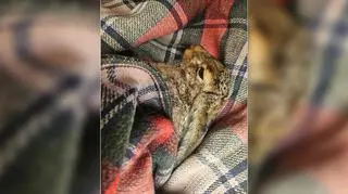 Zwierzak trafił do przychodni weterynaryjnej