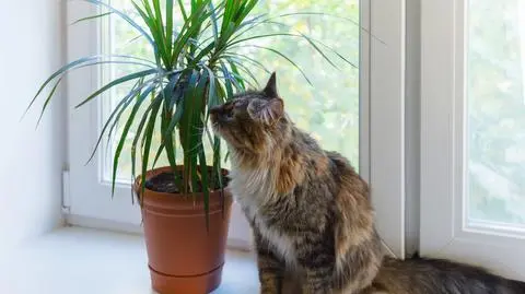 Dracena