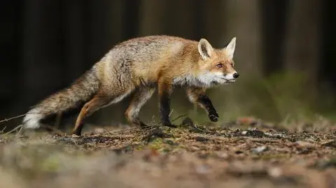Coraz więcej przypadków wścieklizny u lisów. Apel wojewody