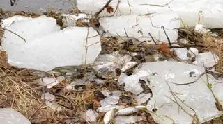 Według wędkarzy problemem jest gruba warstwa lodu