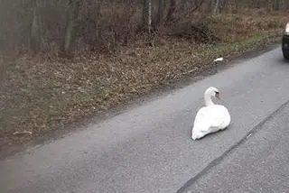 Ptak siedział na jezdni