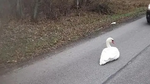 Zmęczony łabędź siedział na jezdni. "Niecodzienne doprowadzenie" do stawu